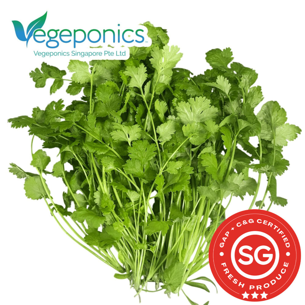 Coriander, also known as cilantro, is a fragrant herb with bright green leaves and a distinct, refreshing flavor. Widely used in various cuisines, it adds a zesty kick to salsas, salads, and curries while providing beneficial antioxidants and vitamins A and C.