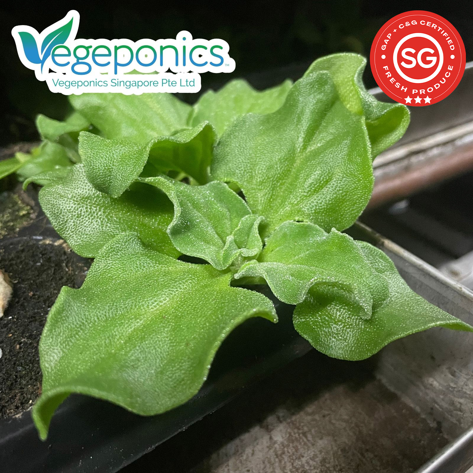 Ice Plant (80G) - Image 2
