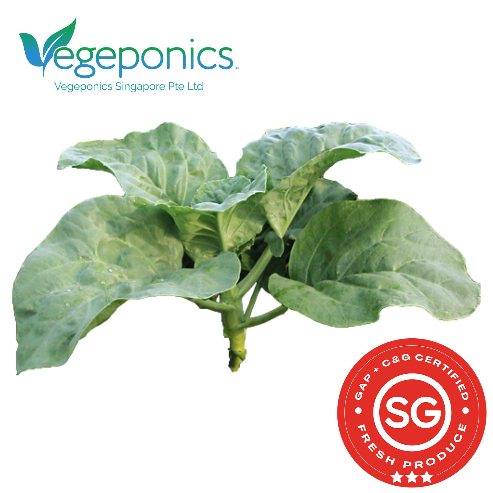 Hong Kong Kai Lan (150G)