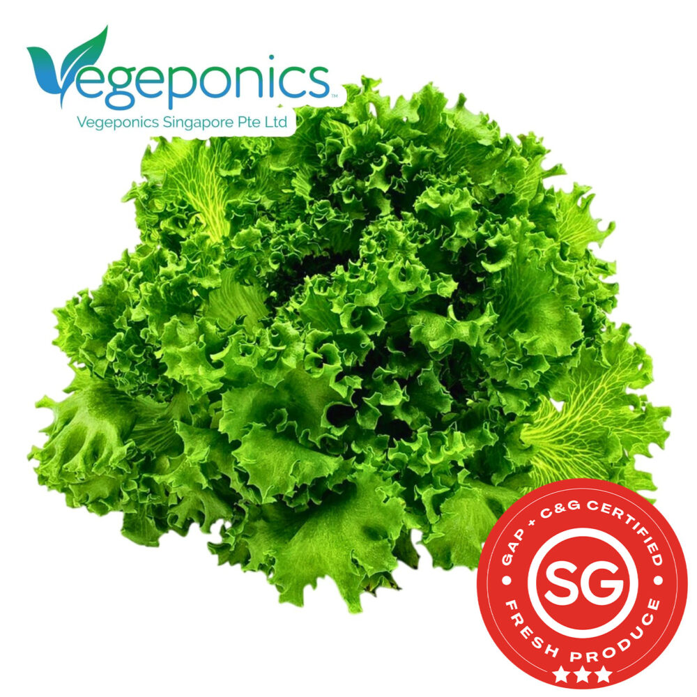 Lettuce is a crisp, leafy green vegetable that comes in various varieties, including romaine, iceberg, and butterhead, each offering a refreshing and mild flavor. Low in calories and rich in vitamins A and K, it is commonly used in salads, sandwiches, and wraps, making it a versatile staple in many cuisines.