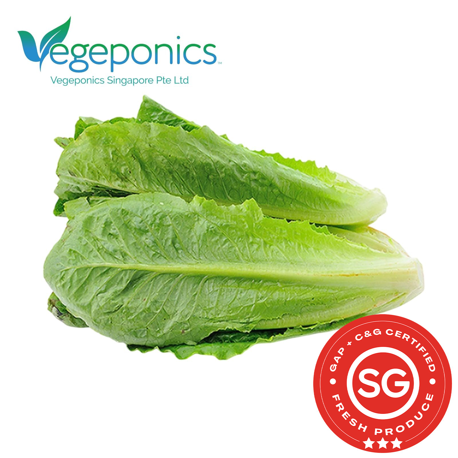 Romaine Lettuce (120G)