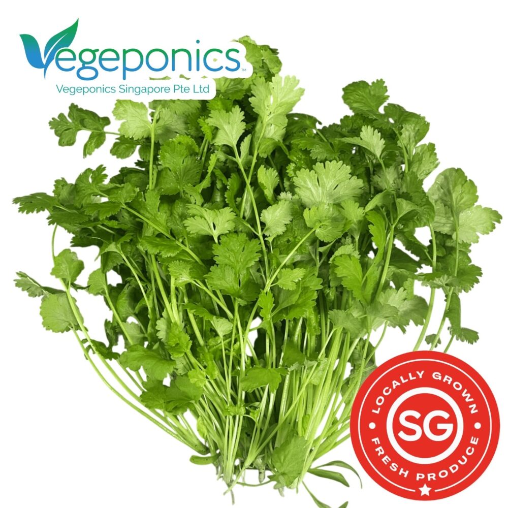 Coriander, also known as cilantro, is a fragrant herb with bright green leaves and a distinct, refreshing flavor. Widely used in various cuisines, it adds a zesty kick to salsas, salads, and curries while providing beneficial antioxidants and vitamins A and C.