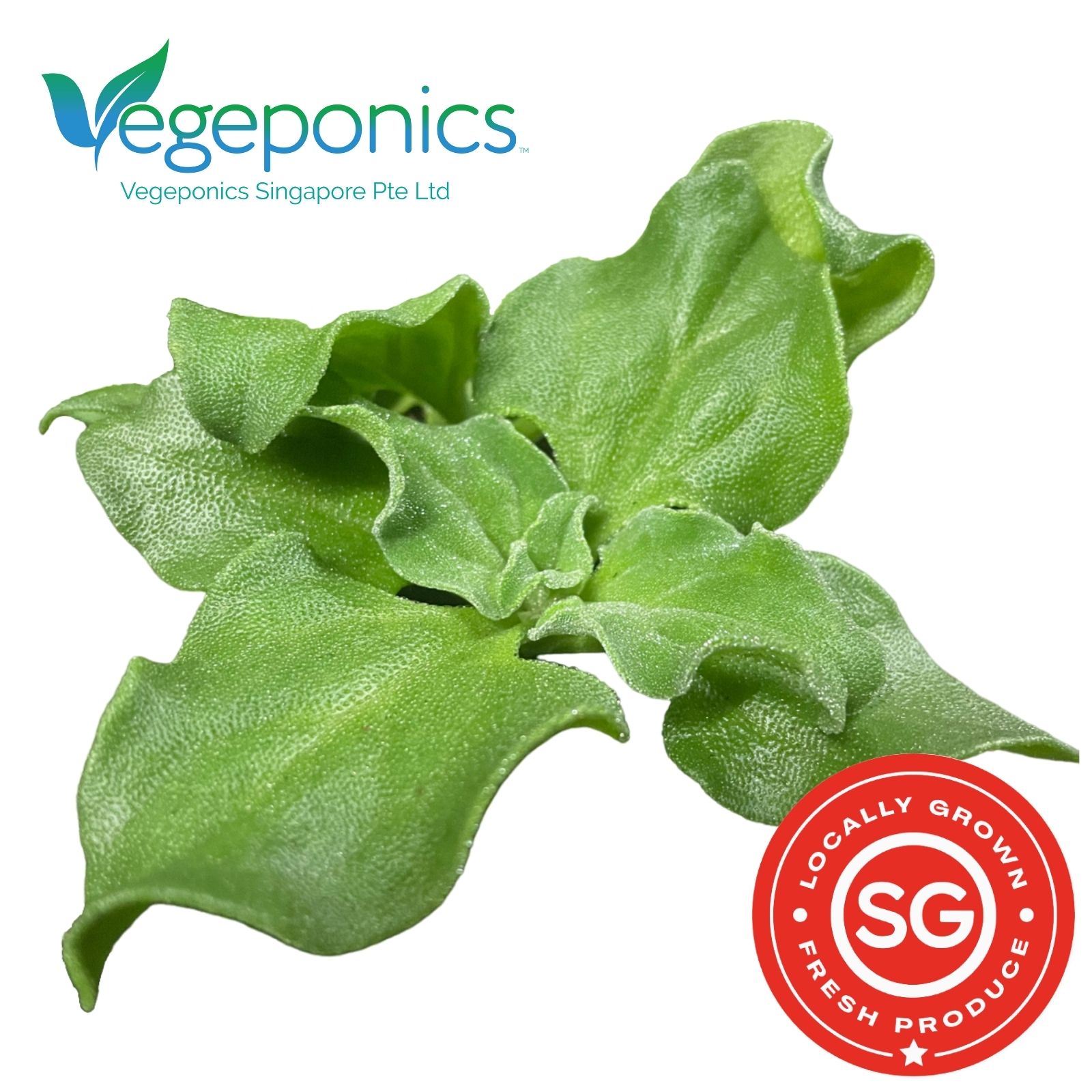 Ice Plant (80G)
