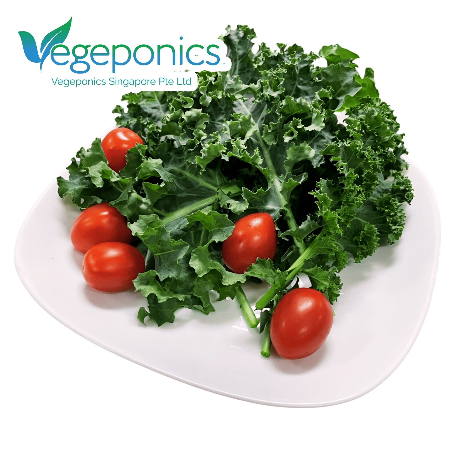 Curly Kale Salad (150G)