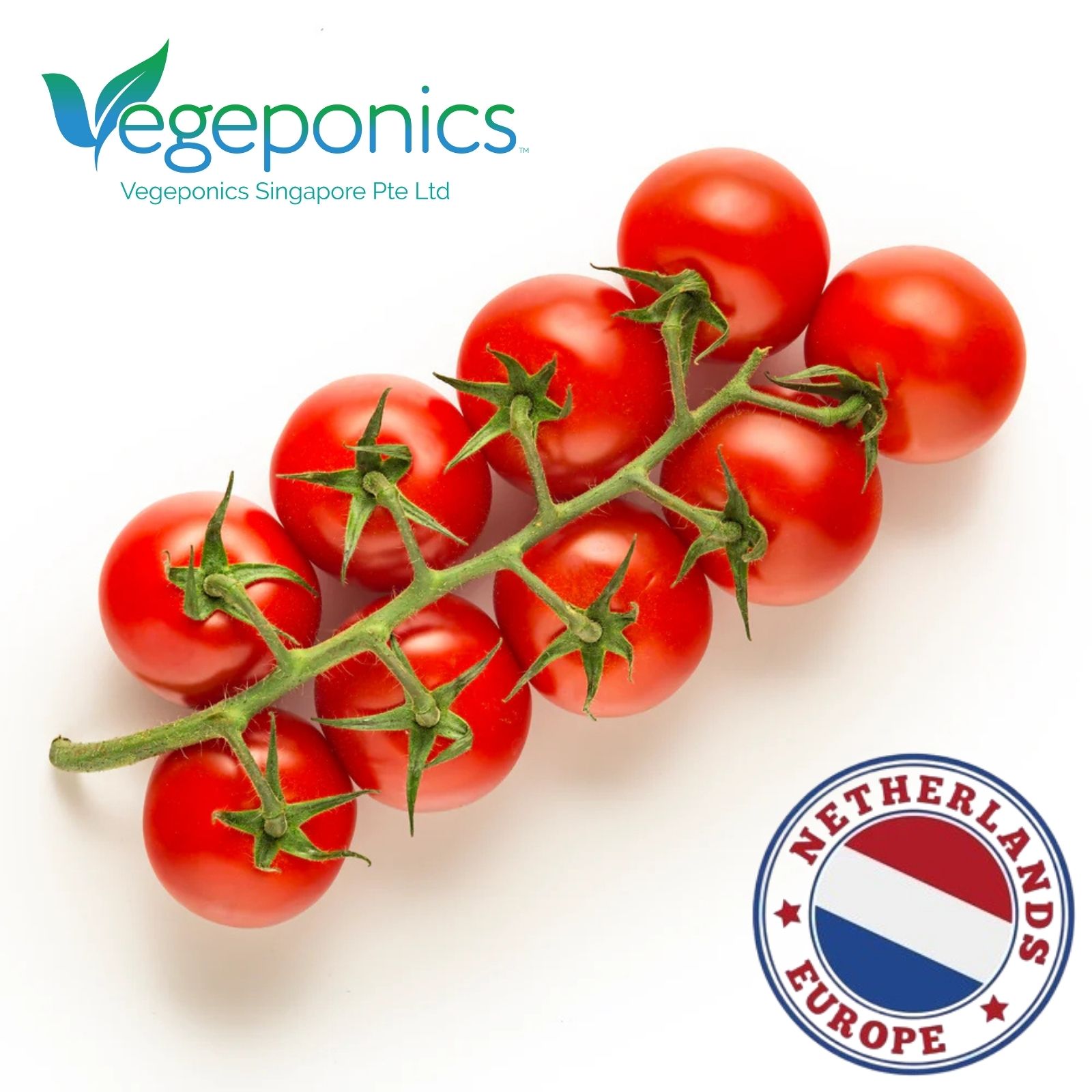 Netherland Cherry Tomato on Vine (200G)