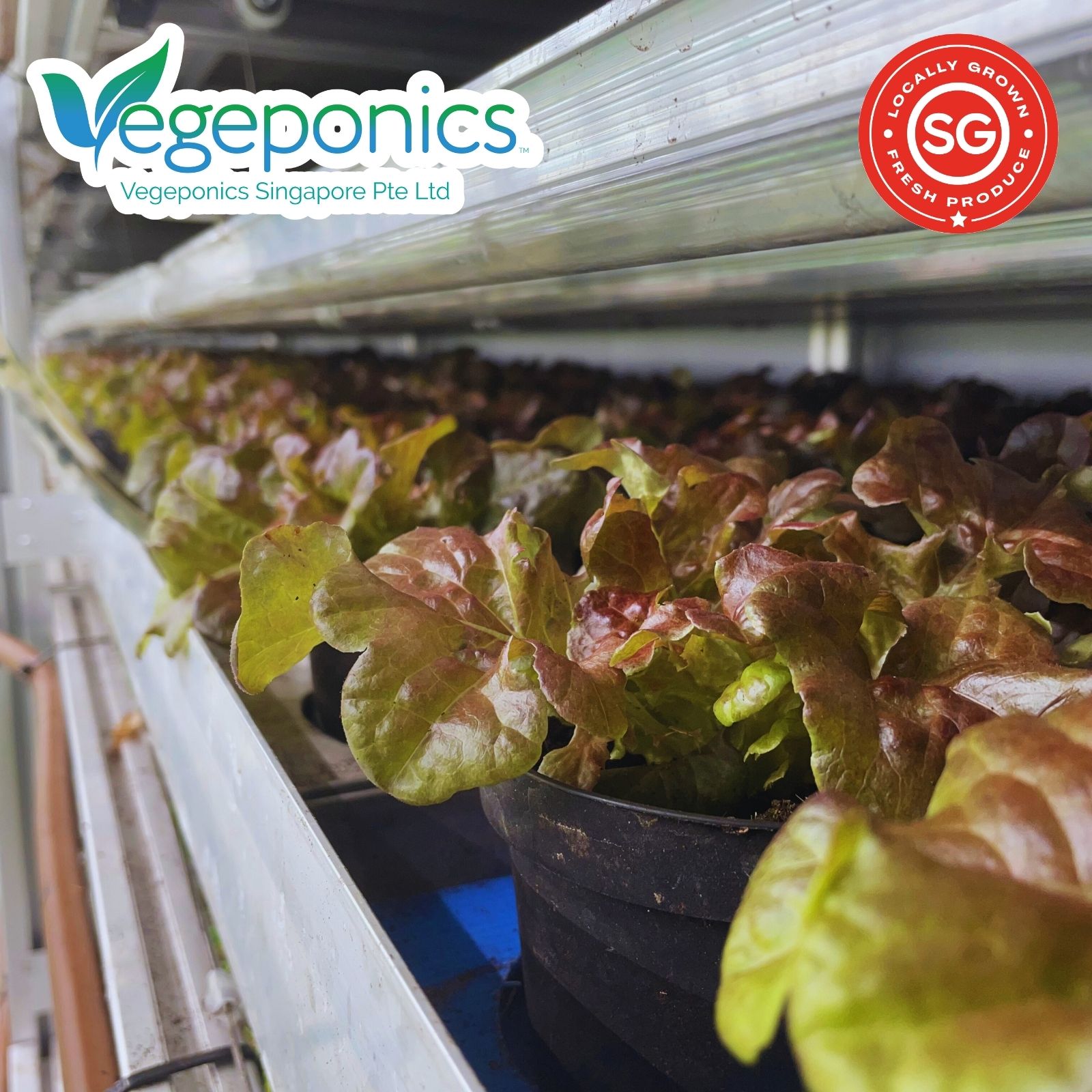 Red Lettuce (120G) - Image 2
