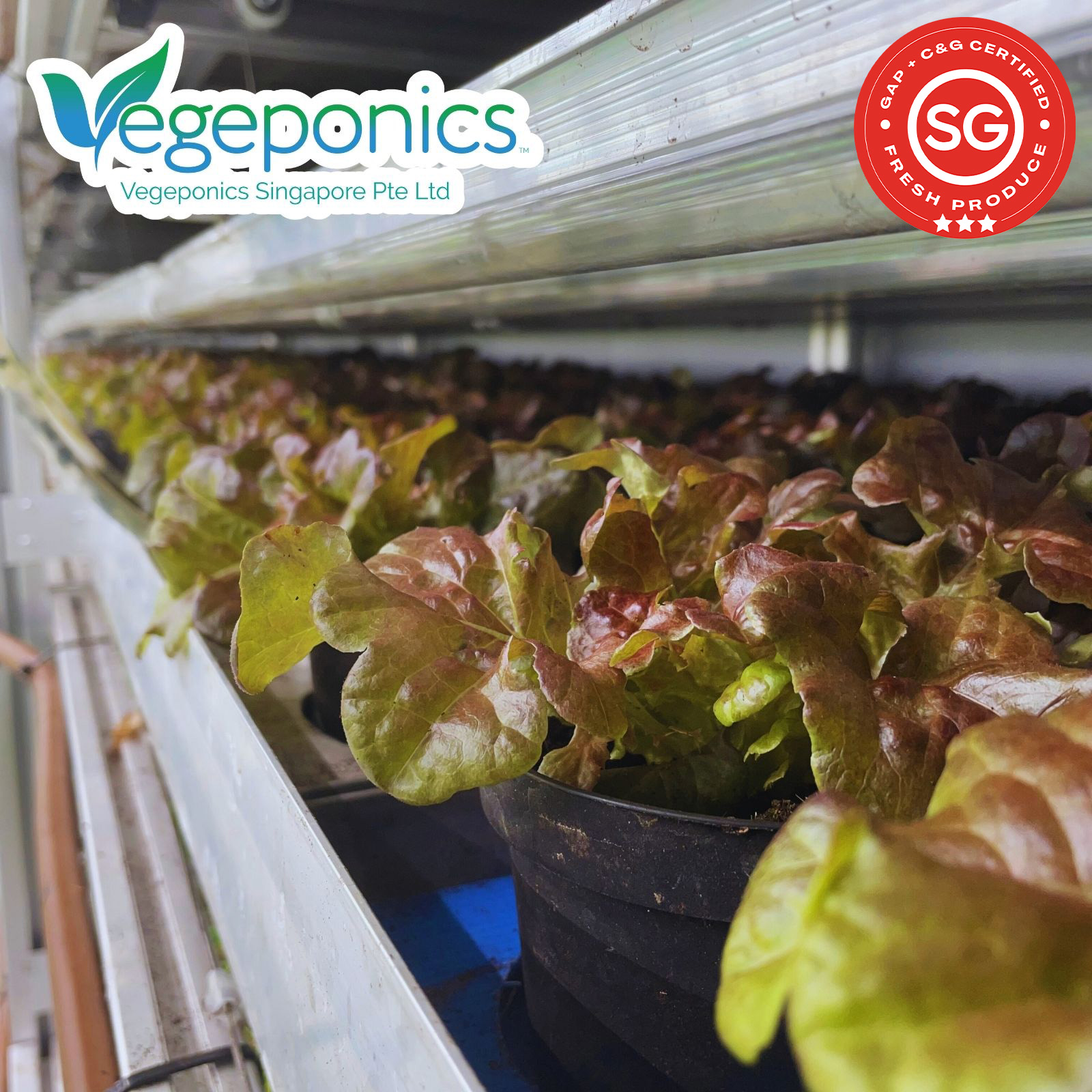 Red Lettuce (120G) - Image 2